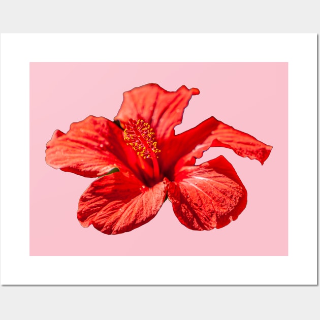 Scarlet Hibiscus Wall Art by dalyndigaital2@gmail.com